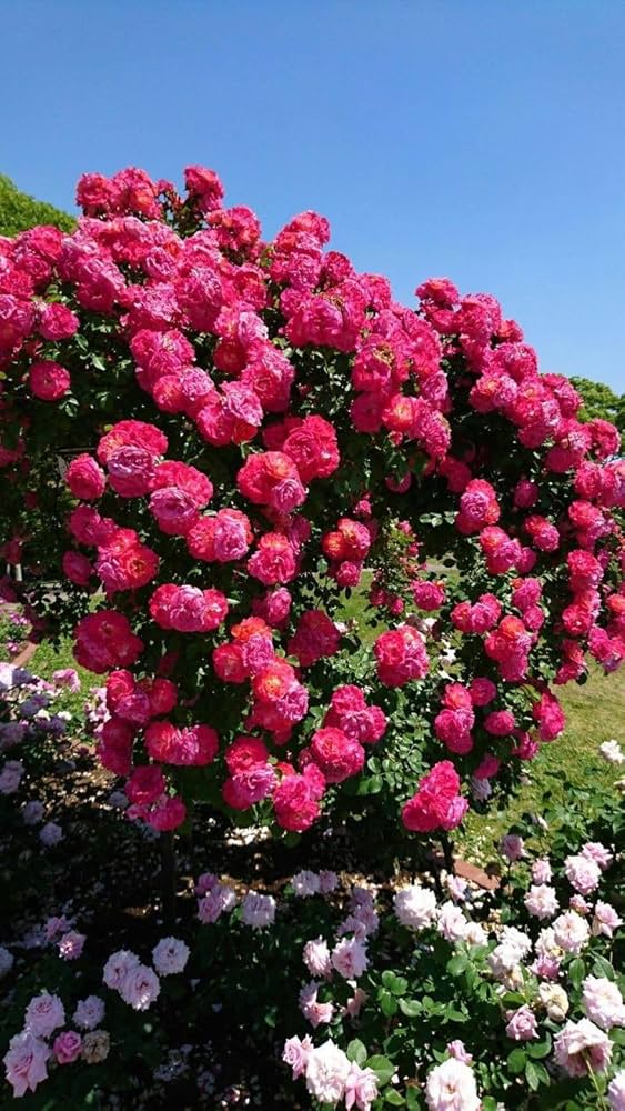 Elegant Climbing Rose Flower Seeds